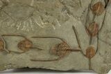 Lines of Twelve Lonchodomas Trilobites - Migrating Behavior? #312824-2